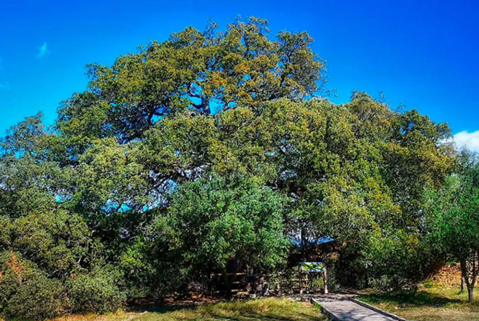 La Carrasca de Lecina, árbol del año en España 2021