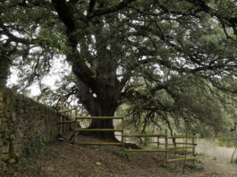 La Carrasca de Lecina, árbol del año en España 2021