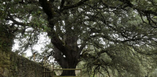 La Carrasca de Lecina, árbol del año en España 2021