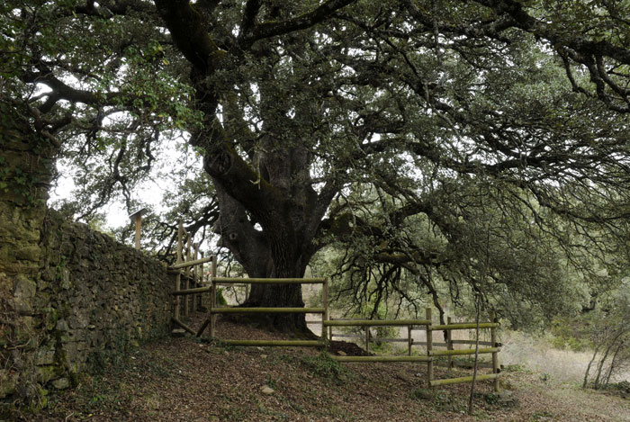 La Carrasca de Lecina, árbol del año en España 2021