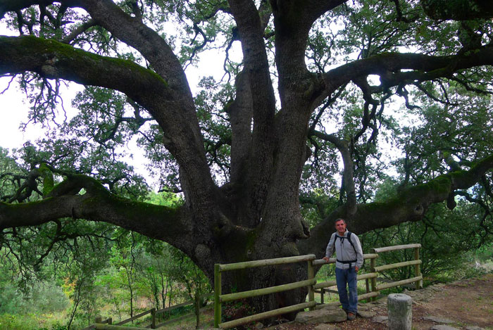 La Carrasca de Lecina, árbol del año en España 2021