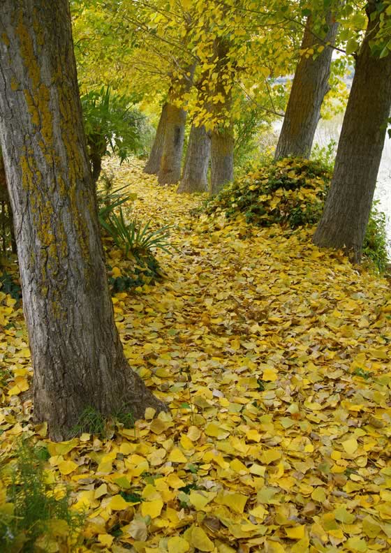 Parque natural de las lagunas de Ruidera