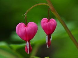 Lamprocapnos spectabilis
