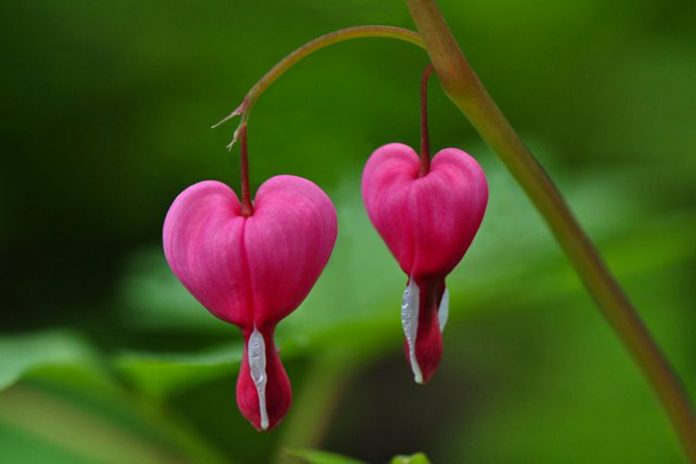 Lamprocapnos spectabilis