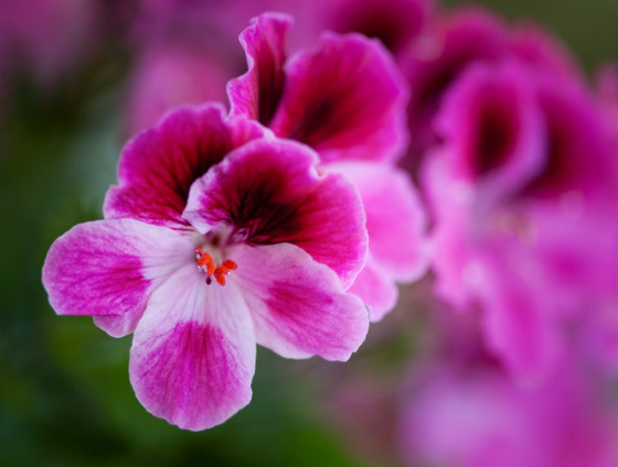 Las flores de mi jardín