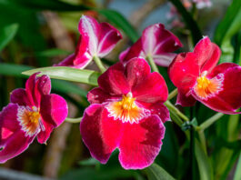 Las flores de Miltonia