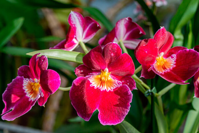 Las flores de Miltonia