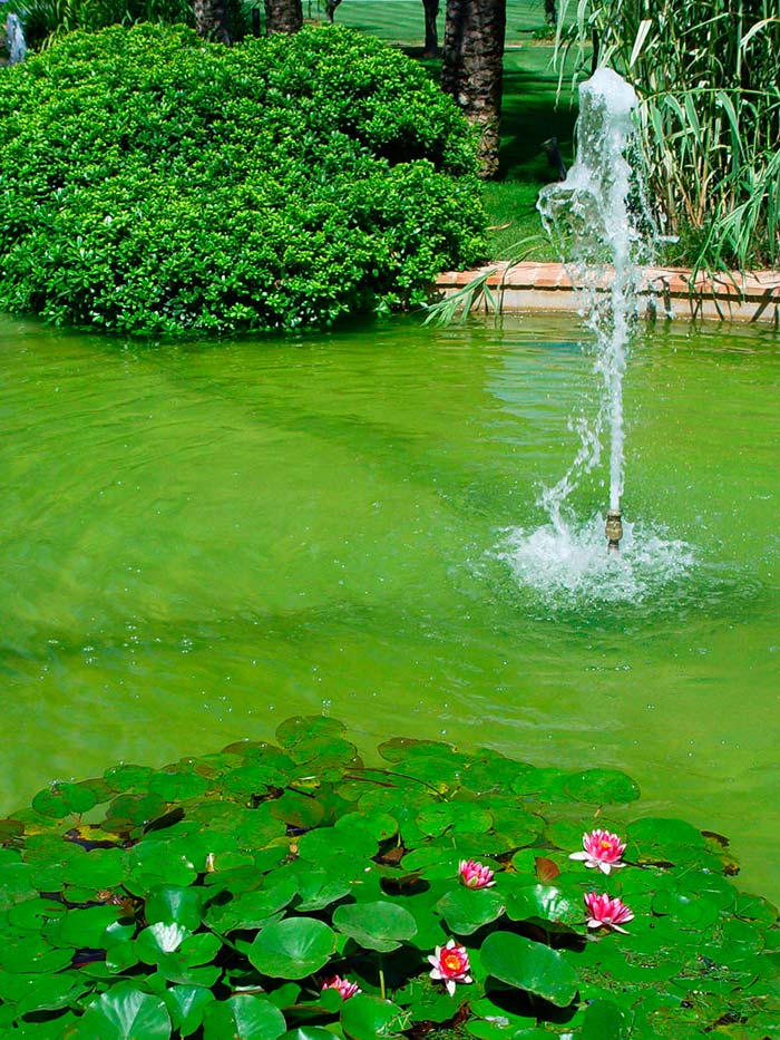 Las plantas acuaticas