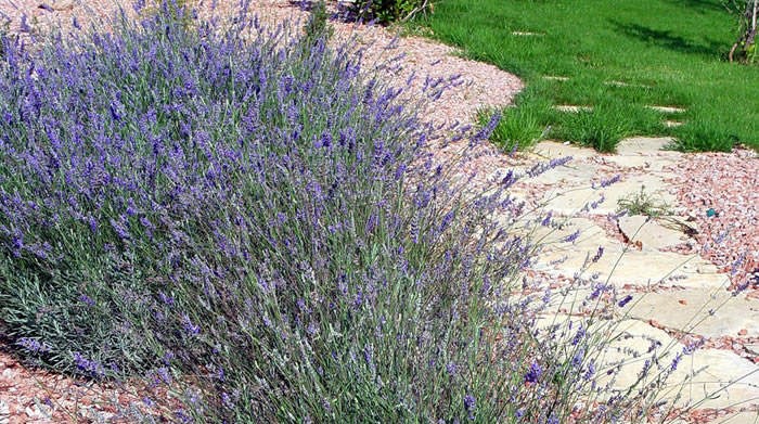 La lavanda en el jardín