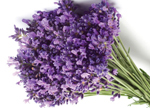 Lavanda, familia aromática