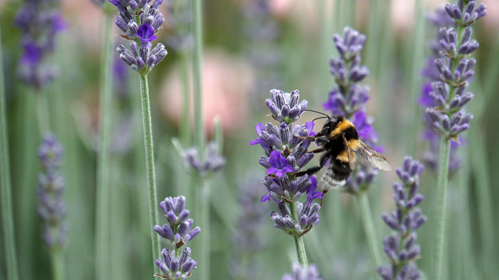 La abeja y la Lavanda