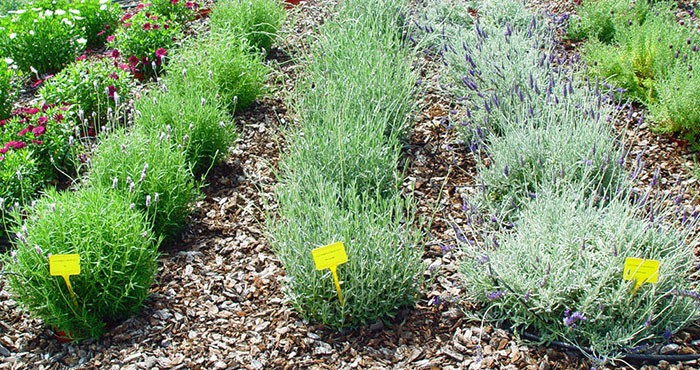 Tipos de lavanda