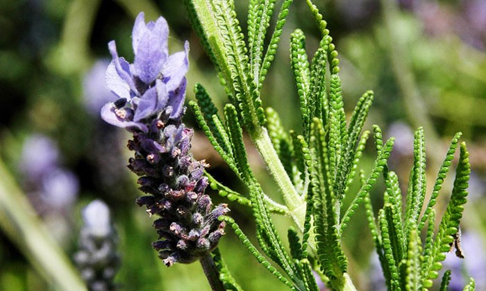 Flores de Lavandula dentata