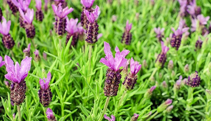 Flores de lavanda