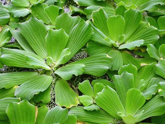 Pistia Stratiotes Revista De Flores Plantas Jardineria