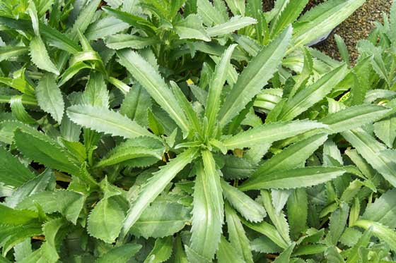 Planta de Leucanthemum maximum