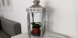 Plantas de Interior, libro de William Davidson