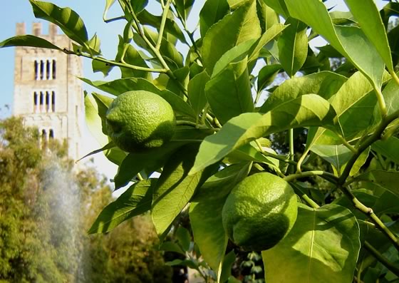 limonero