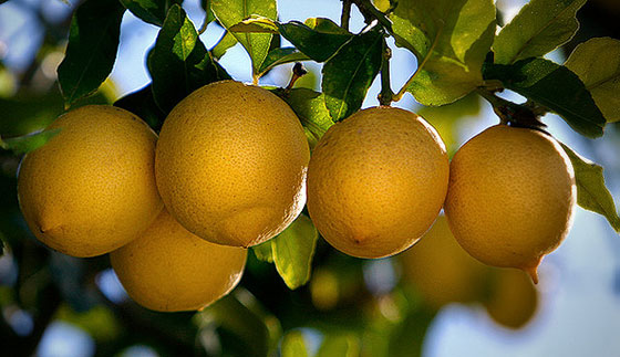 Limoneros para huertos, terrazas y jardines