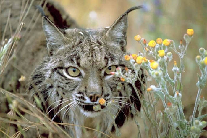 lince iberico