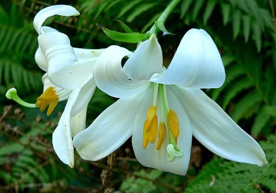 lirio-blanco | Revista de Flores, Plantas, Jardinería, Paisajismo y Medio  ambiente