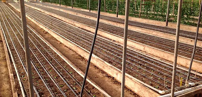 Plantas de Lisianthus en cultivo