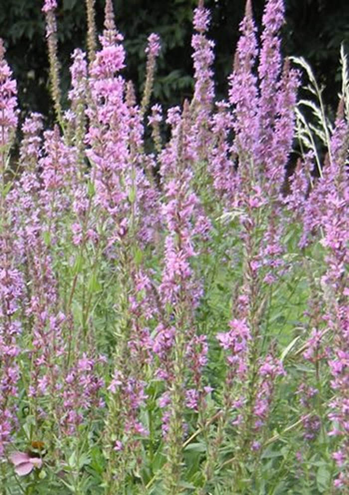 lythrum salicaria fyp