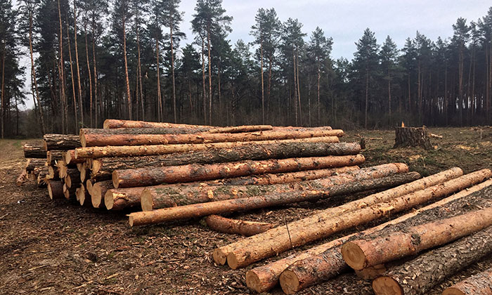 Madera de bosques sostenible