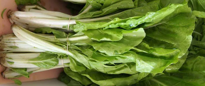 Manojo de acelgas para su consumo Manojo de acelgas para su consumo