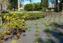 Manta antihierba biodegradable en jardinería pública