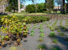 Manta antihierba biodegradable en jardinería pública