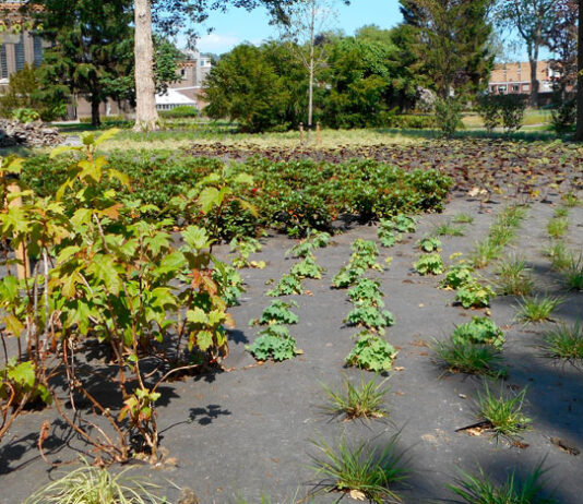 Manta antihierba biodegradable en jardinería pública