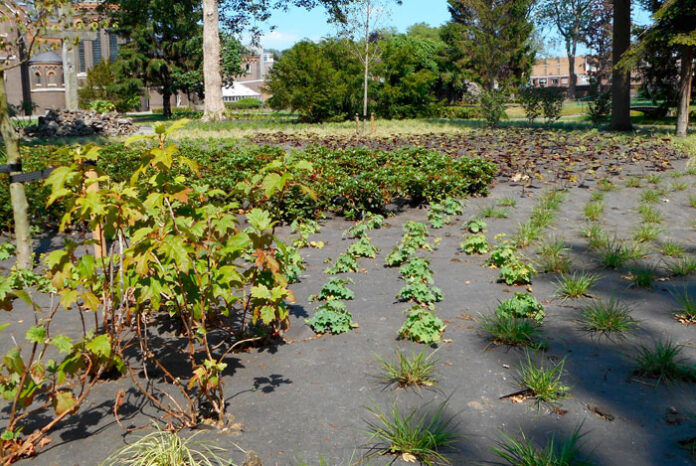 Manta antihierba biodegradable en jardinería pública