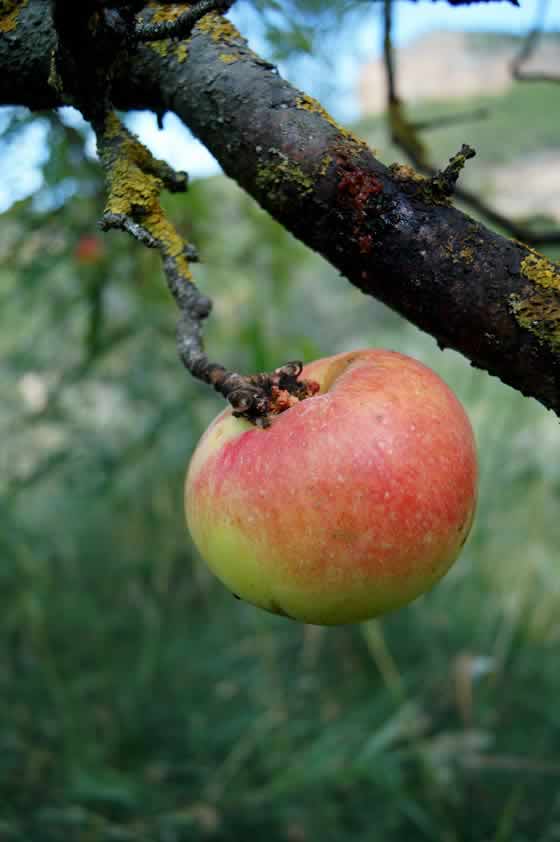 Manzana en el árbol
