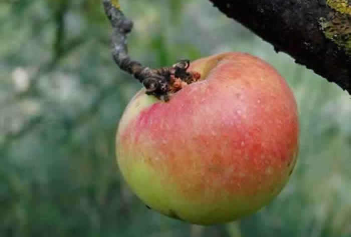 Manzana en el árbol