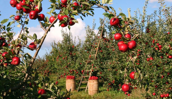 Manzanos con frutos