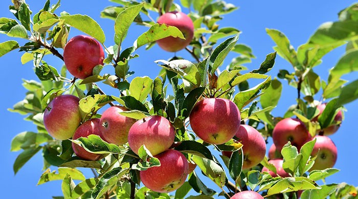 Manzanas en el árbol