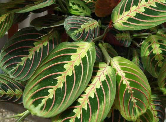 maranta leuconeura