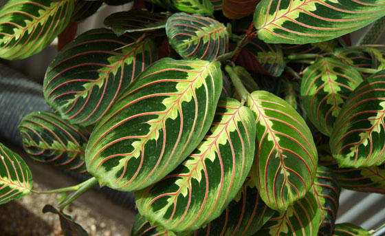 Maranta tricolor o Maranta leuconeura