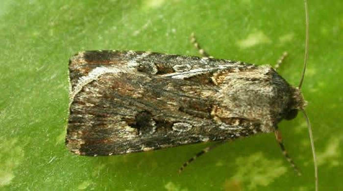 Mariposa de agrotis