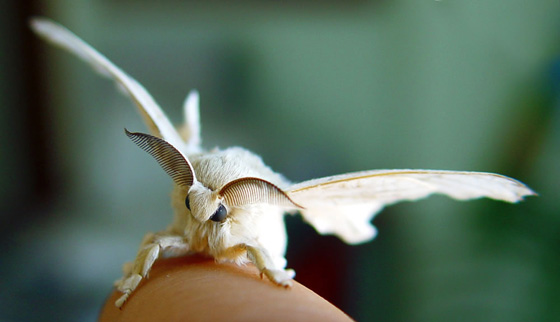 Mariposa de gusano de seda