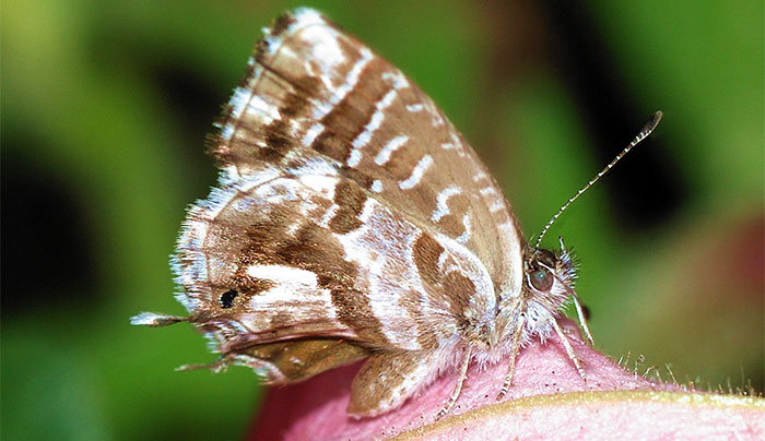 Mariposa del geranio