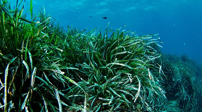 Posidonia oceanica en el mar Mediterráneo Posidonia oceanica en el mar Mediterráneo