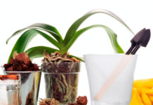Materiales para el trasplante de Phalaenopsis