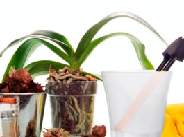 Materiales para el trasplante de Phalaenopsis