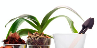 Materiales para el trasplante de Phalaenopsis