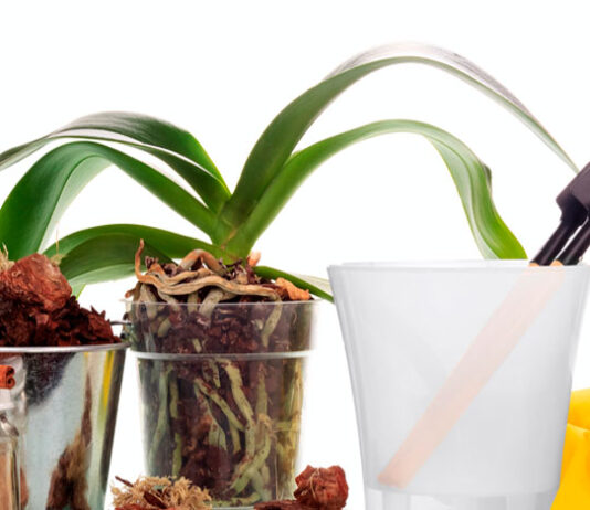 Materiales para el trasplante de Phalaenopsis