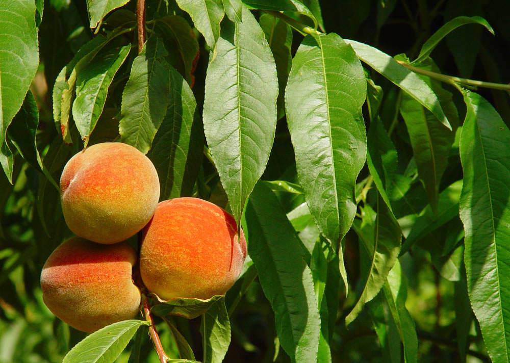 Prunus persica, el Melocotonero