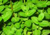 menta