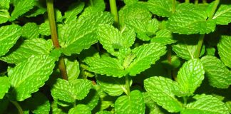 menta